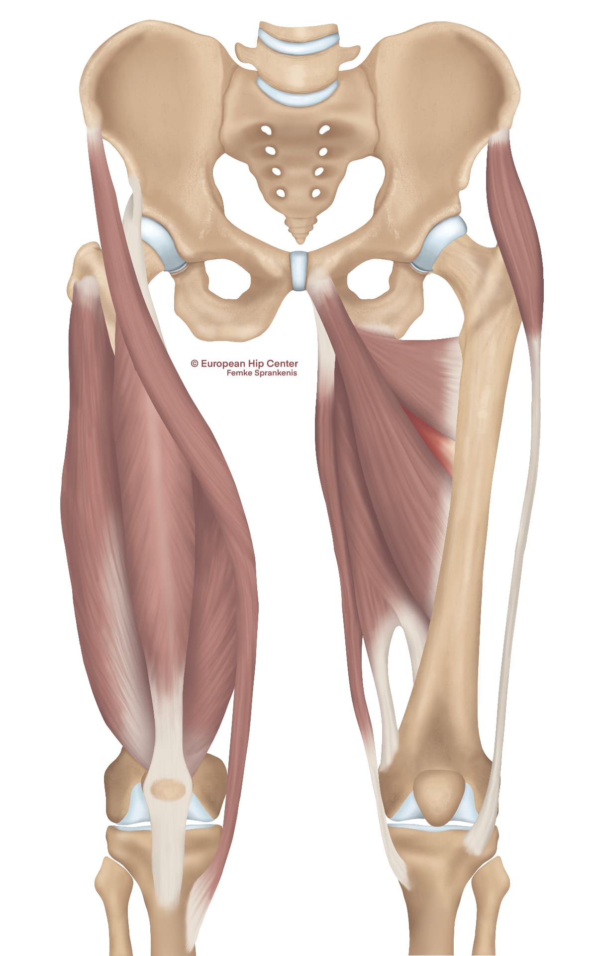 Anatomische illustratie van de musculus adductor brevis