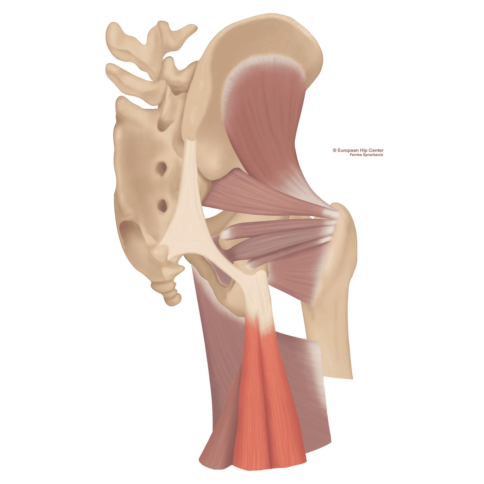 Anatomische illustratie van de hamstrings aan de achterzijde van de heup