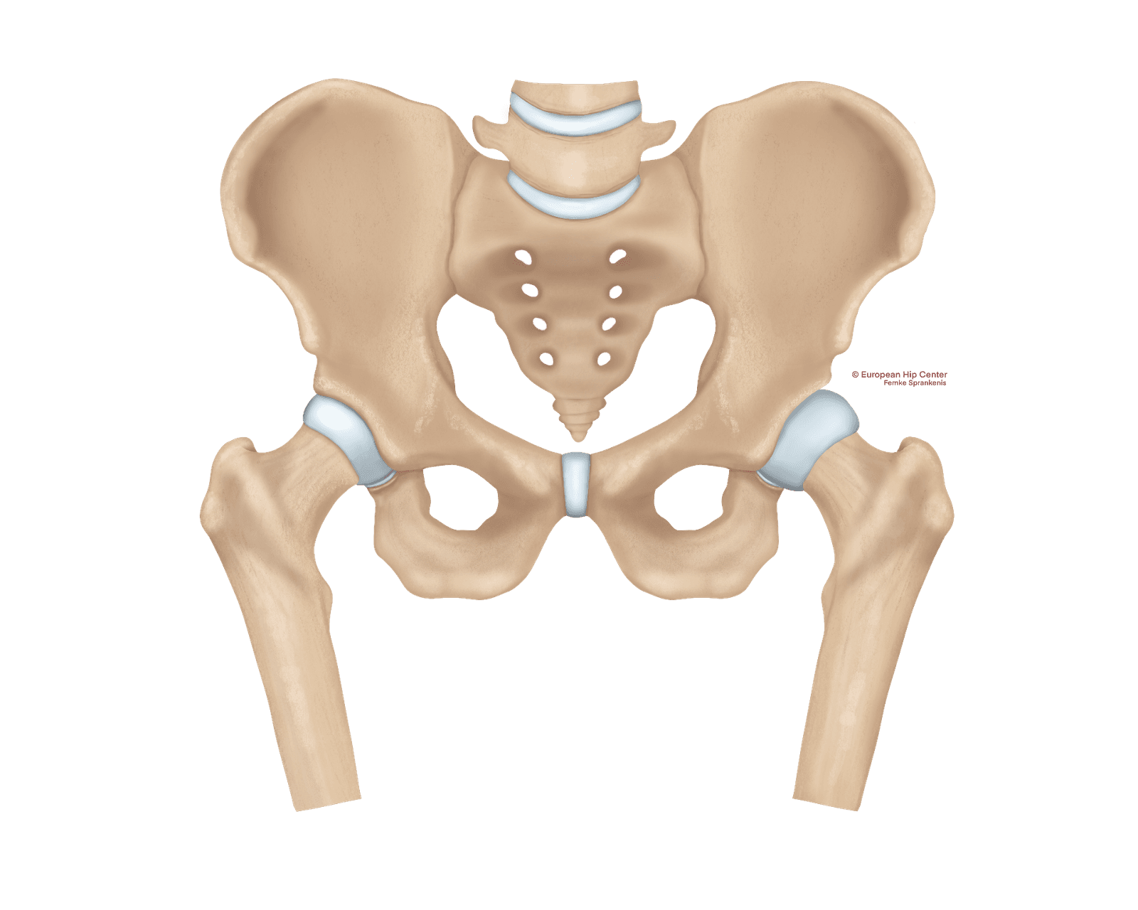 Anatomische illustratie van een bekken met heupgewrichten en kraakbeen