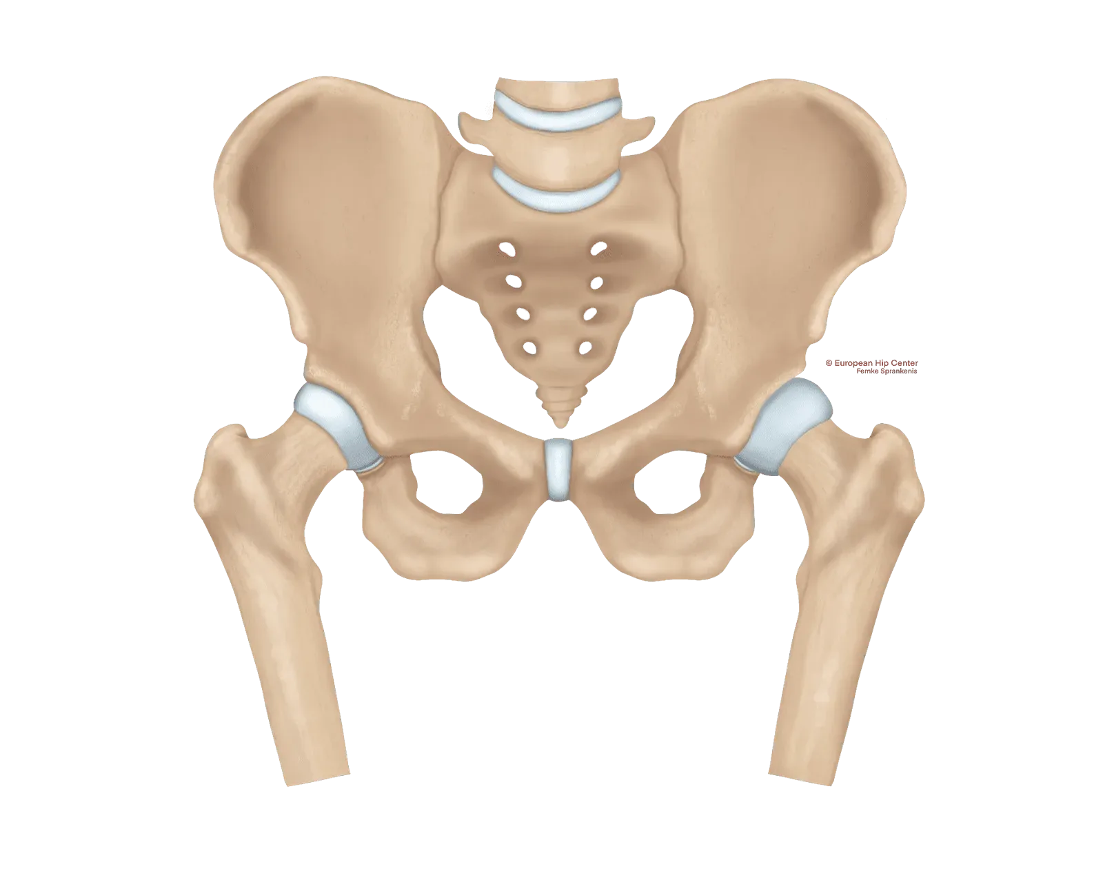 Anatomische illustratie van een bekken met heupgewrichten en kraakbeen