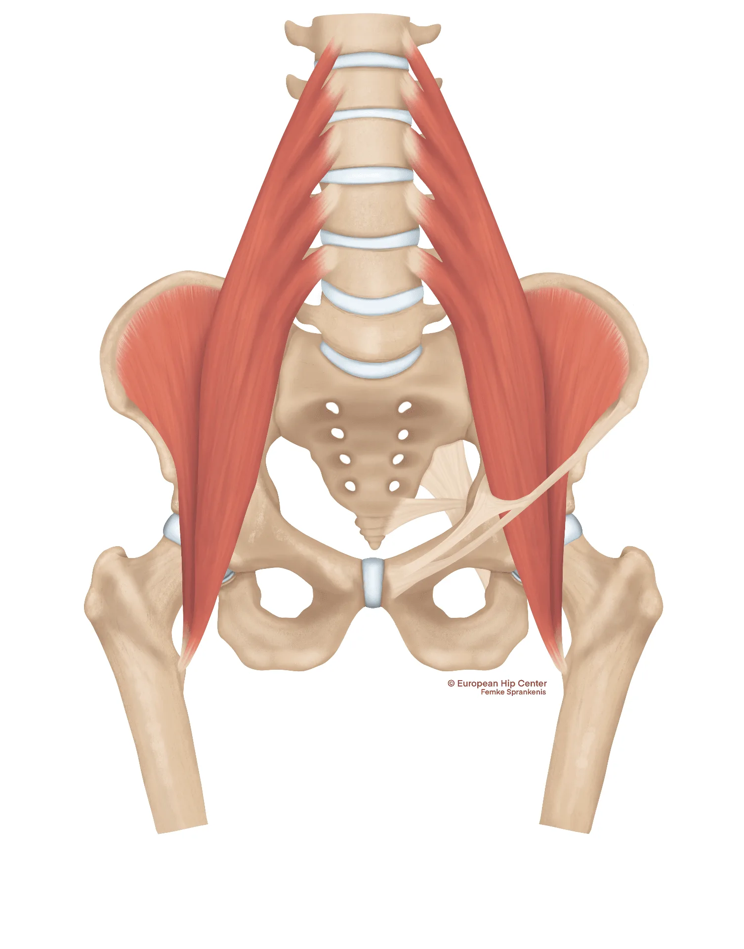 Anatomische illustratie van de musculus iliopsoas