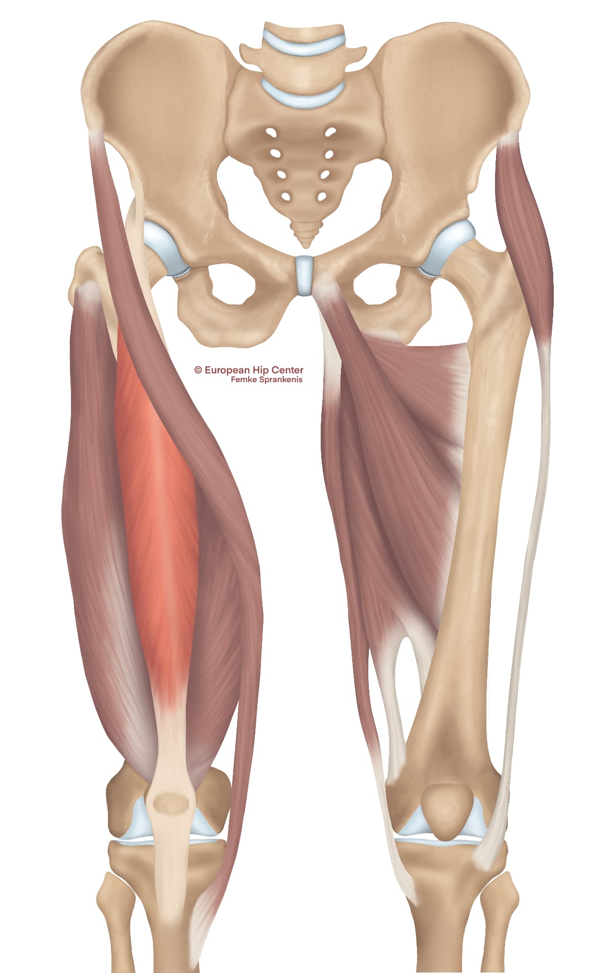 Anatomische illustratie van de musculus rectus femoris