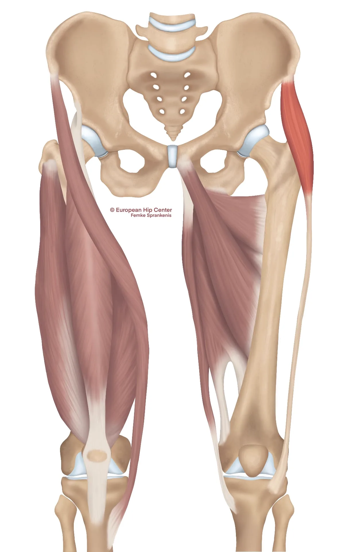 Anatomische illustratie van de musculus tensor fasciae latae